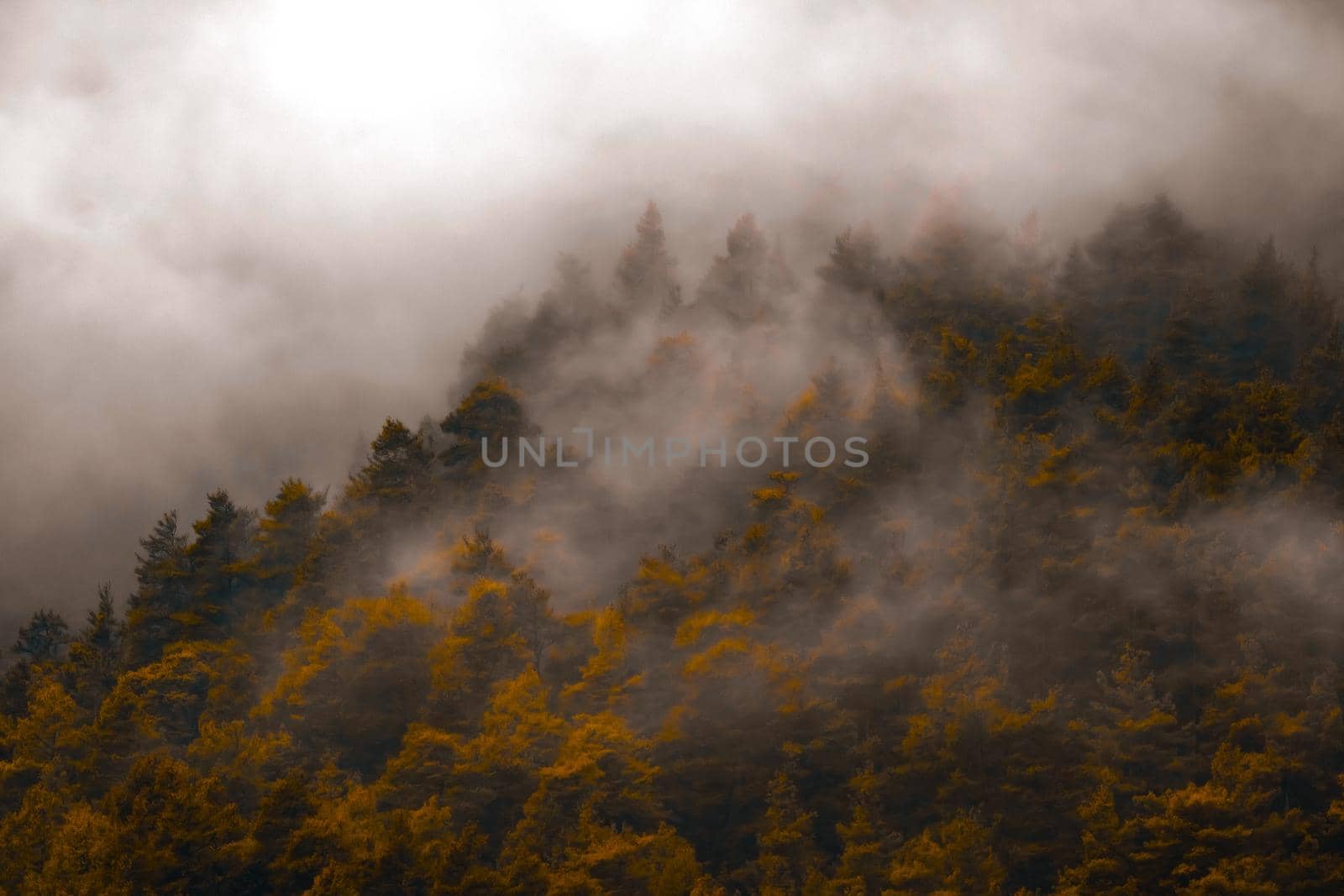 Autumn misty forest by Sonat
