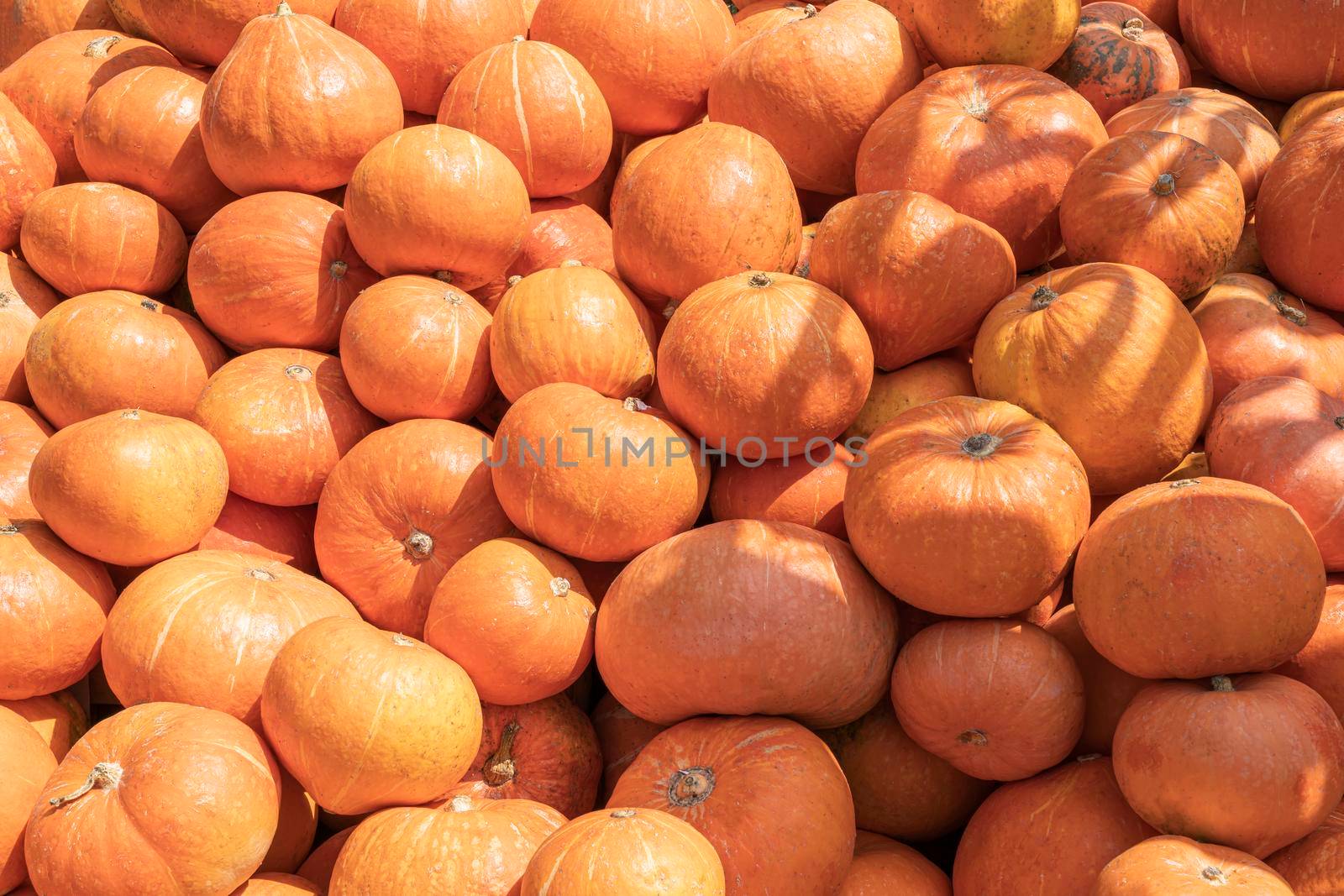 pumpkins close up a lot as a background. High quality photo