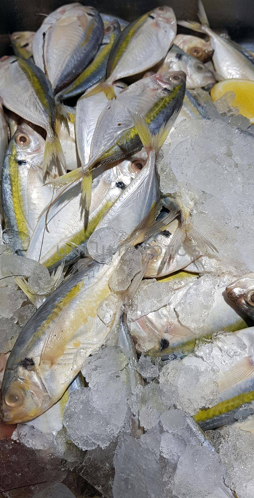 Selective focus Fresh fisheries product yellowstripe scad fish or yellowstripe trevally or yellow banded trevally, smooth tailed trevally, slender scaled trevally, slender trevally or selar kuning