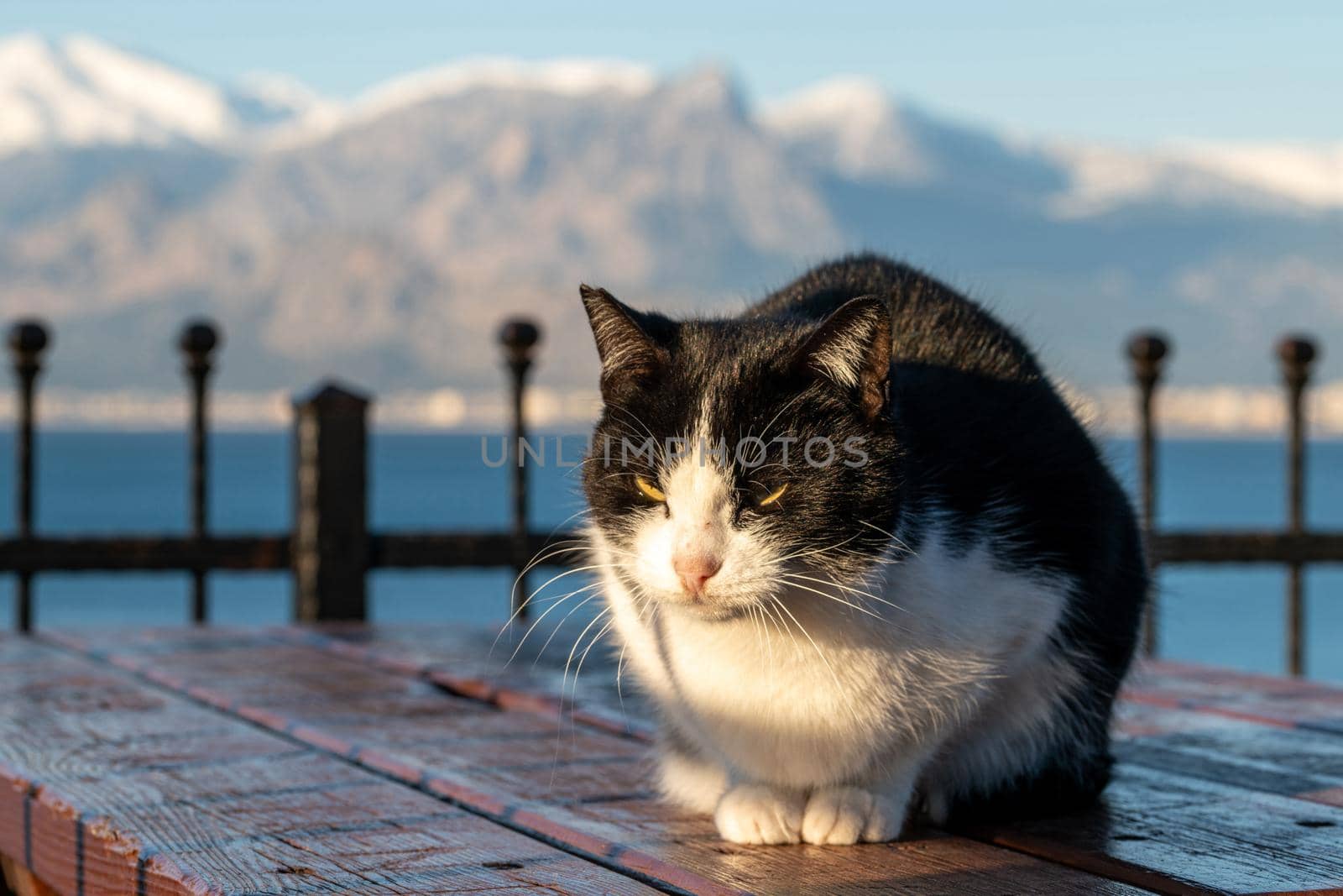 Black and white cat sitting on wooden table at sunrise