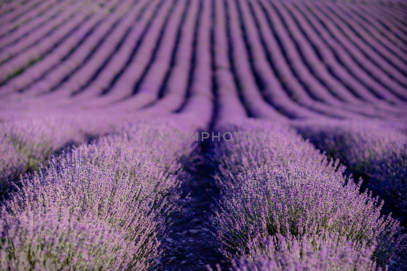Lavender flower blooms fragrant fields in endless rows.
