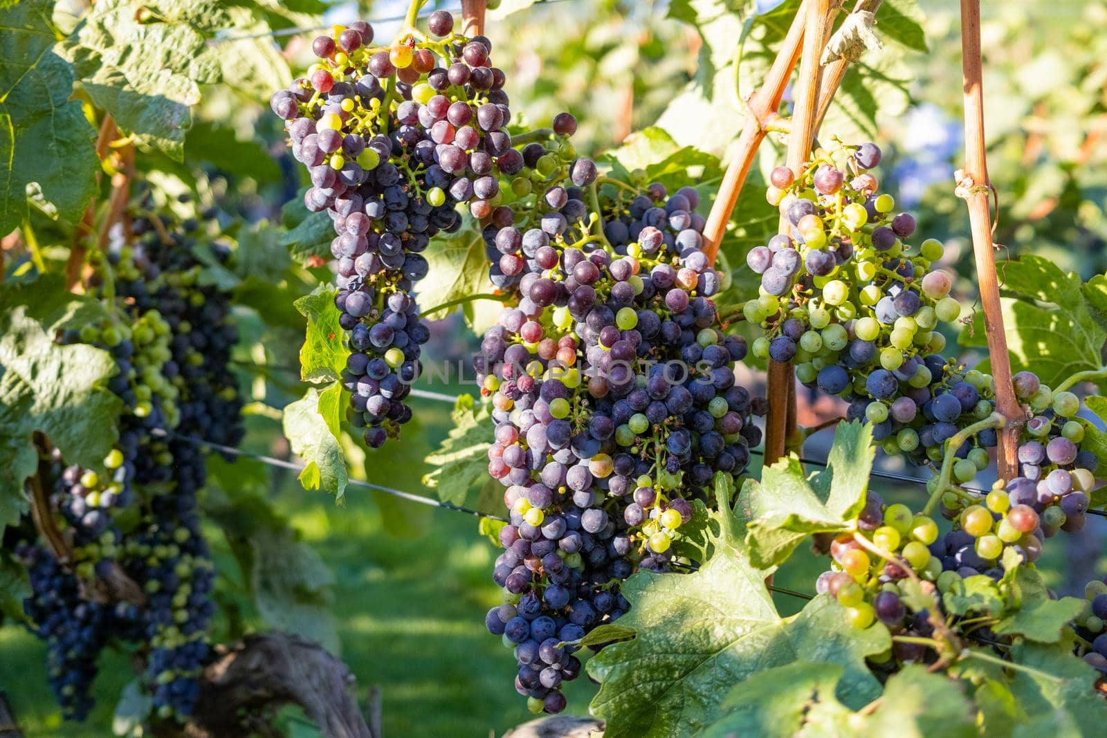 Ripe purple grapes. Vineyards at sunset light. Nature, winemaking concept. High quality photo