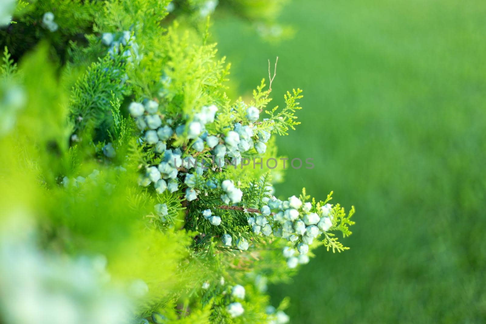 Thuja branches with cones close up background