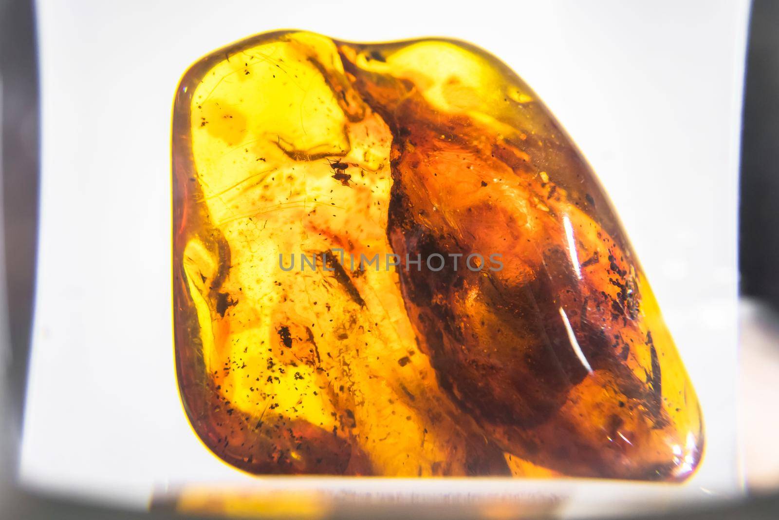 Natural amber with mosquito on blurry background. Natural mineral with various inclusions, insects, bubbles. Insects in the resin. Flies inside a petrified mineral. Archeology. Ancient fossil digging. Natural crystal.
