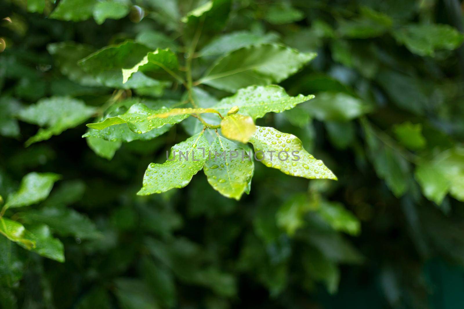 Fresh bay feaves background. Close up laurel tree branches