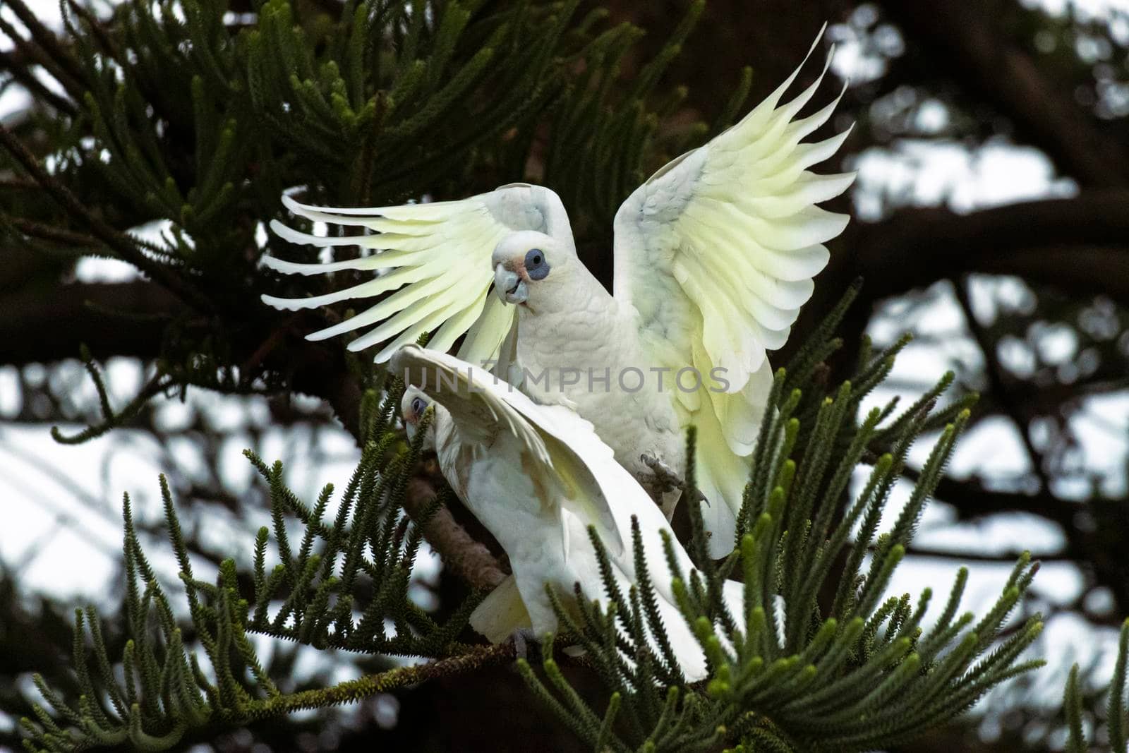 Pair of white little corella birds with wings flapping in pine tree by StefanMal