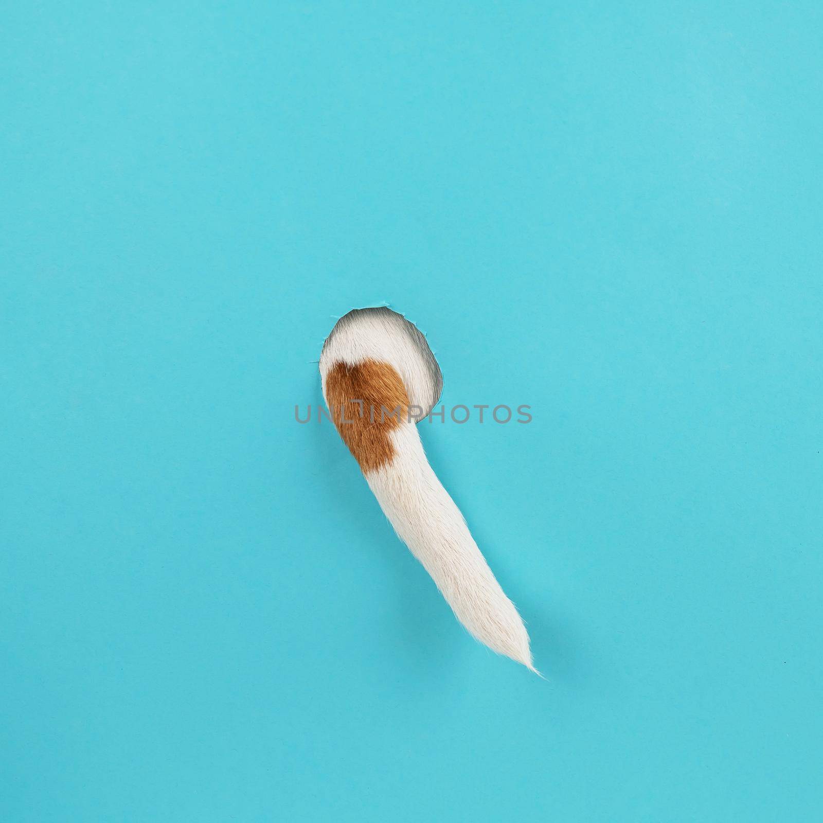 Dog tail sticking out of a hole in paper blue background
