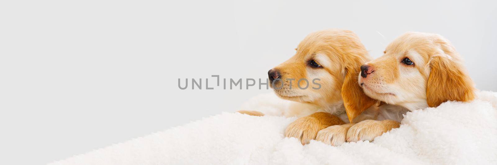 couple of cute puppies play with each other. Hovawart breed. cute and funny young puppy. hovawart and golden retriever puppy