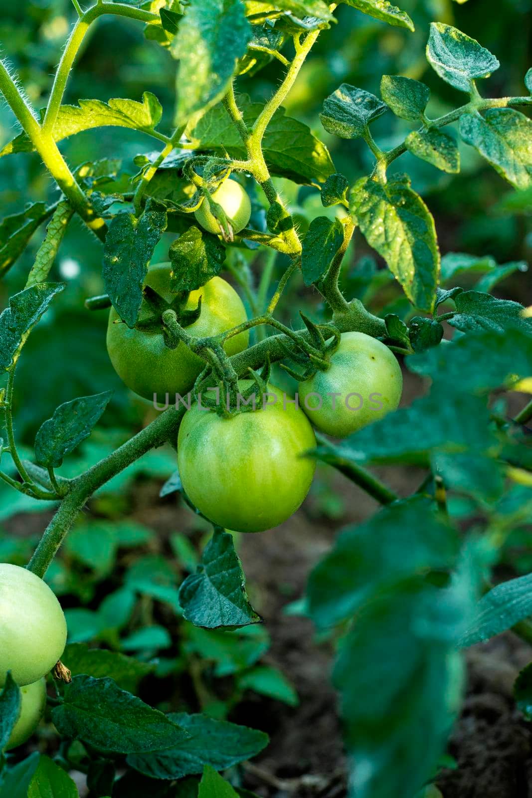 Cherry tomatoes ripening in an orchard during summer. organic farms. Green natural tomatoes growing on branch in a greenhouse. tomato plant with still green, unripe tomatoes, garden season begins.