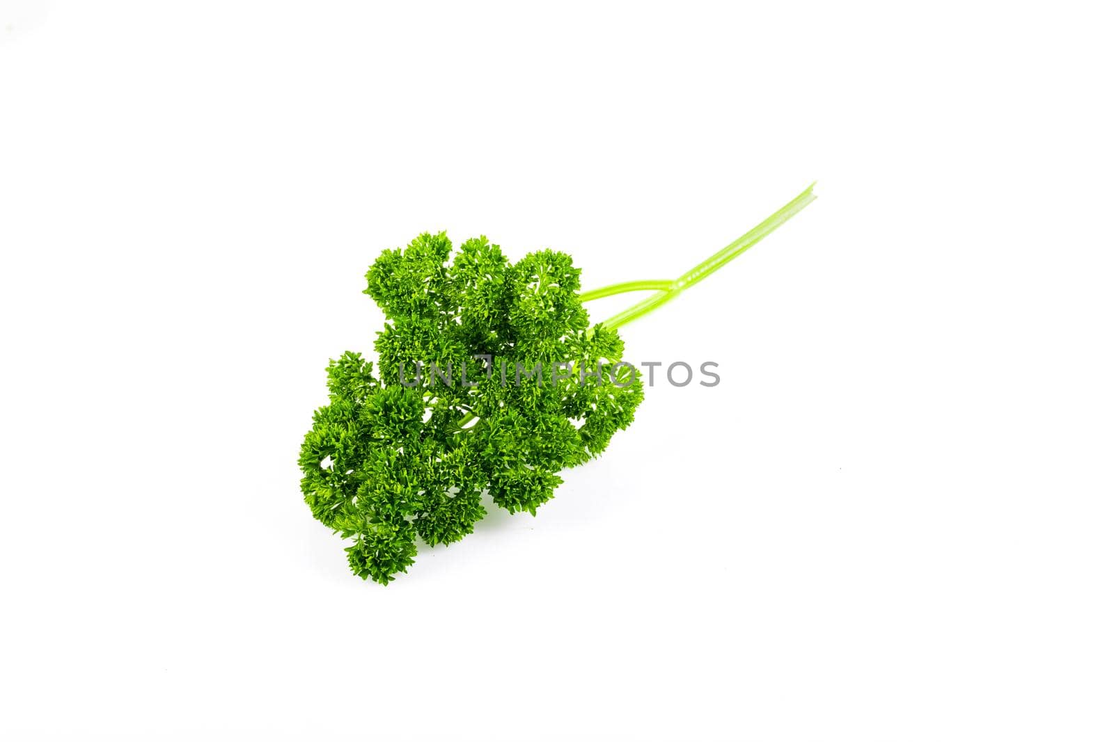 Fresh Greenery. Sprigs of curled parsley on a white background.