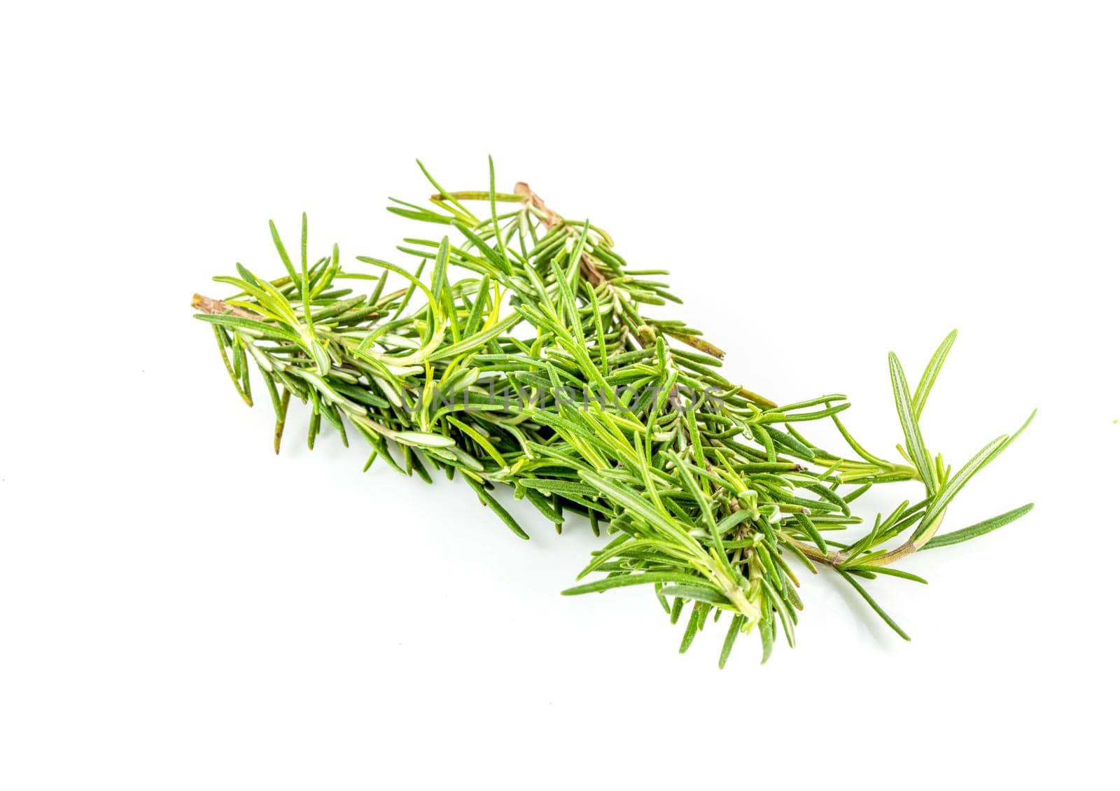 Rosemary isolated. Rosemary on white background.