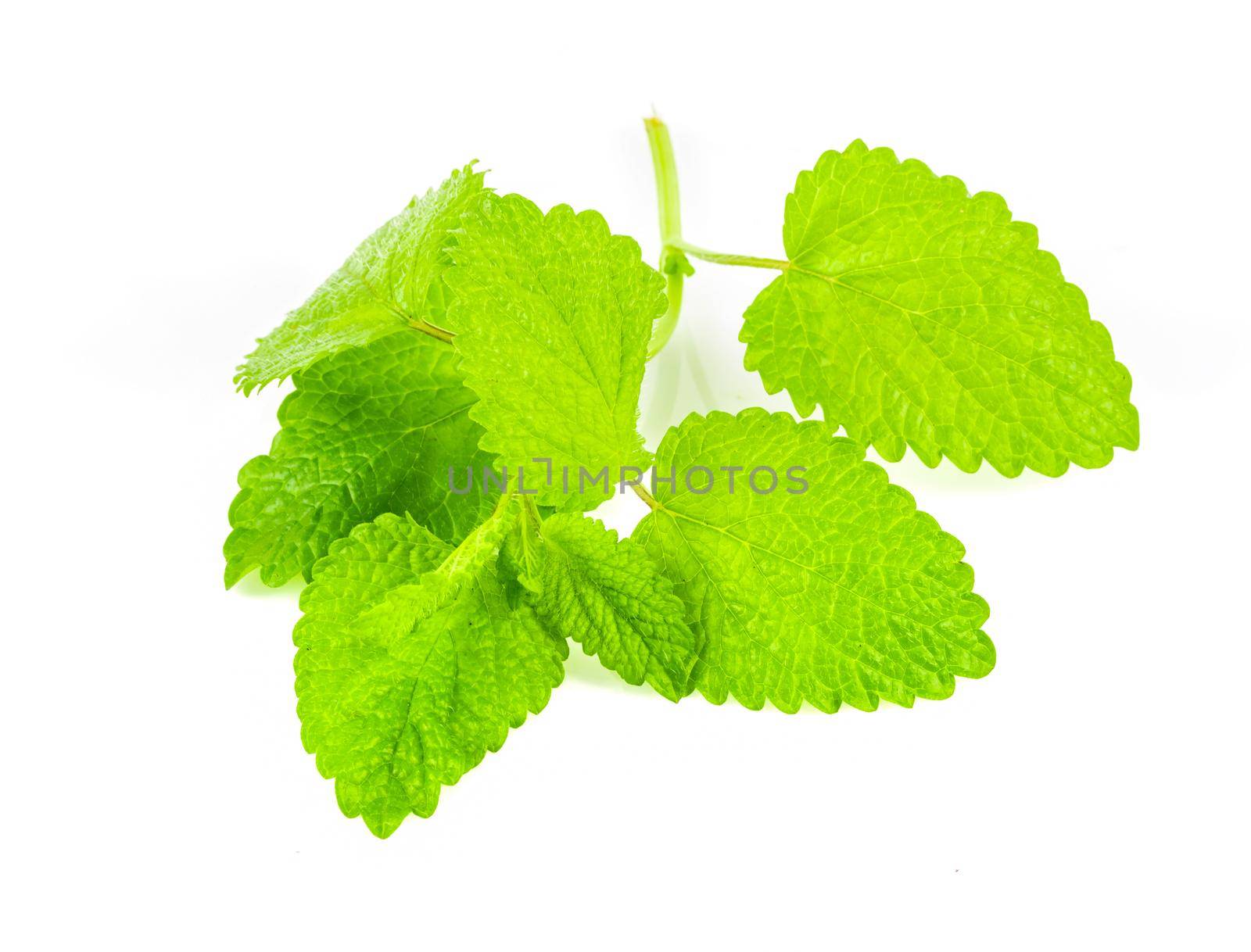 Isolated lemongrass melissa. Fresh lemon balm on white background.