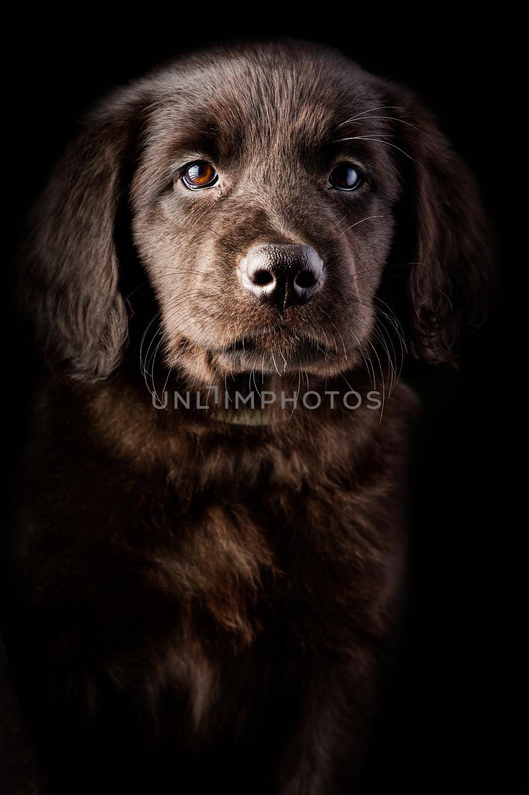 cute puppy portrait on black background. Hovawart breed. cute and funny young puppy. by PhotoTime