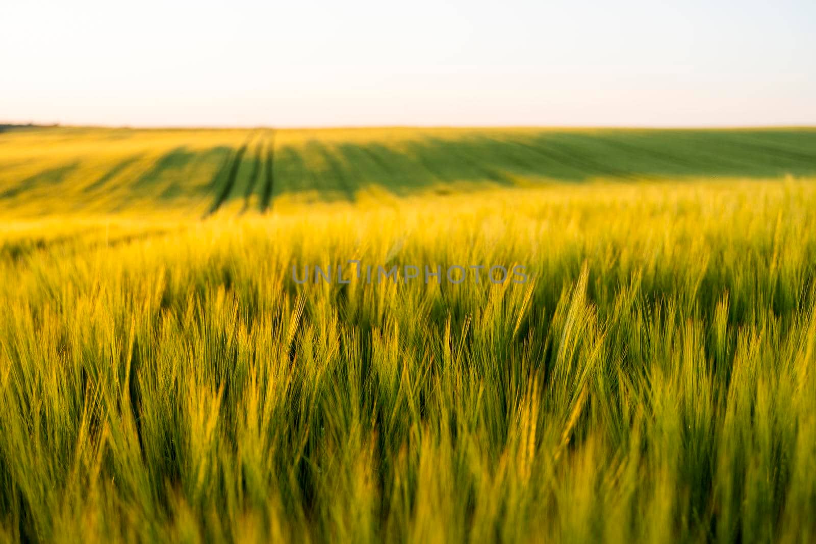 Landscape of fresh young barley growing on agricultural field. by vovsht