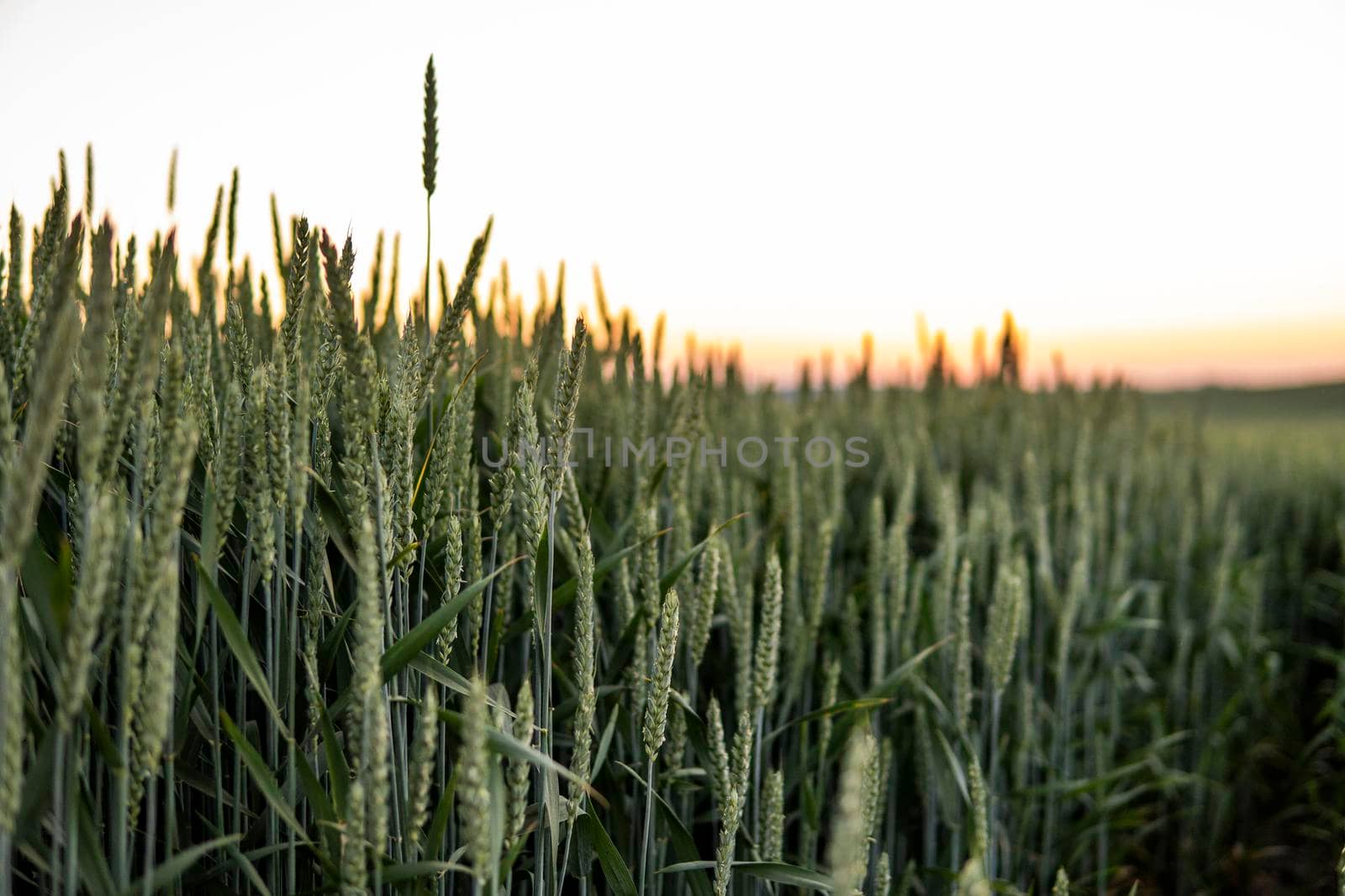 Green wheat ears growing on a agricultural field in a sunny day. Agriculture. by vovsht