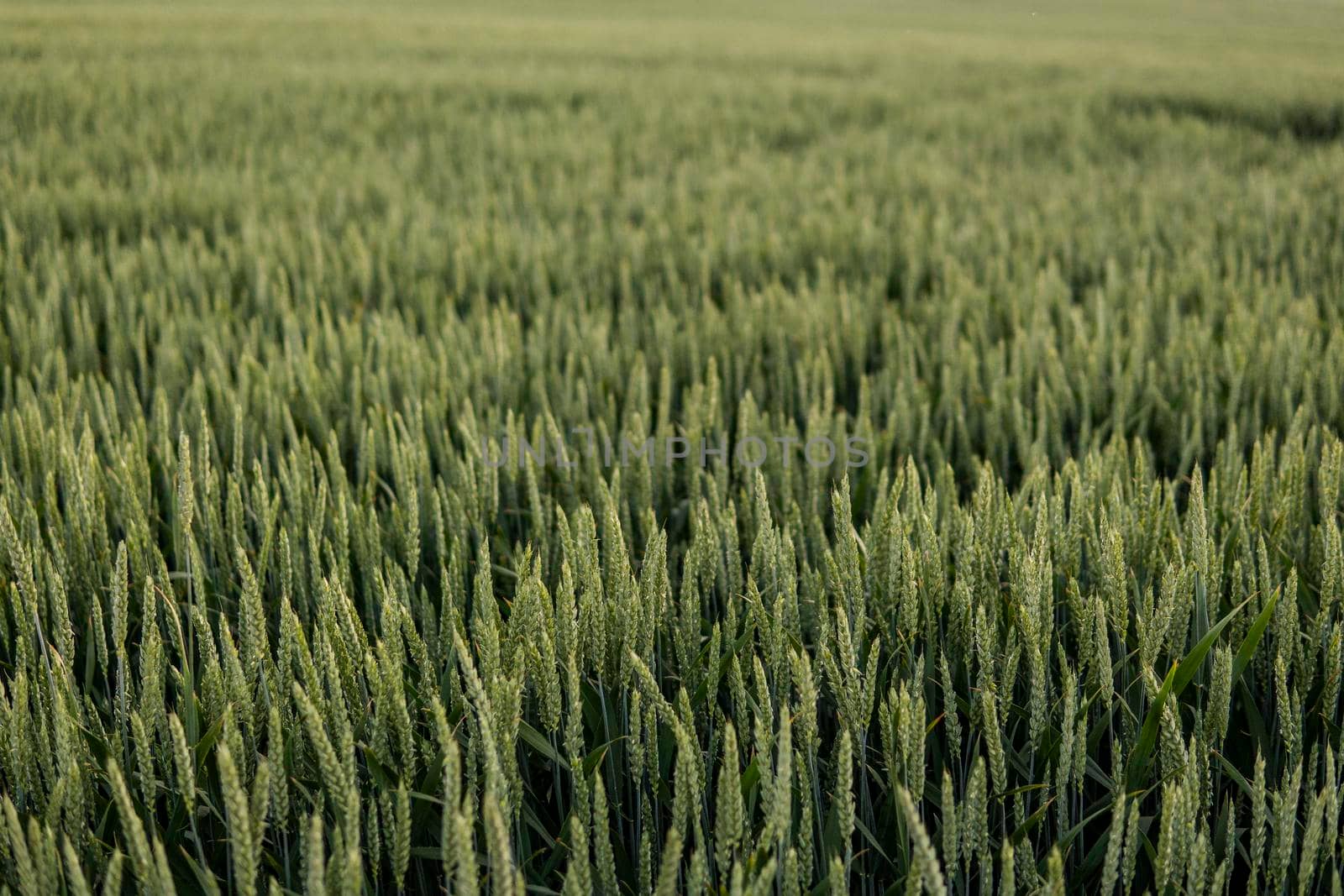 Green wheat ears growing on a agricultural field in a sunny day. Agriculture