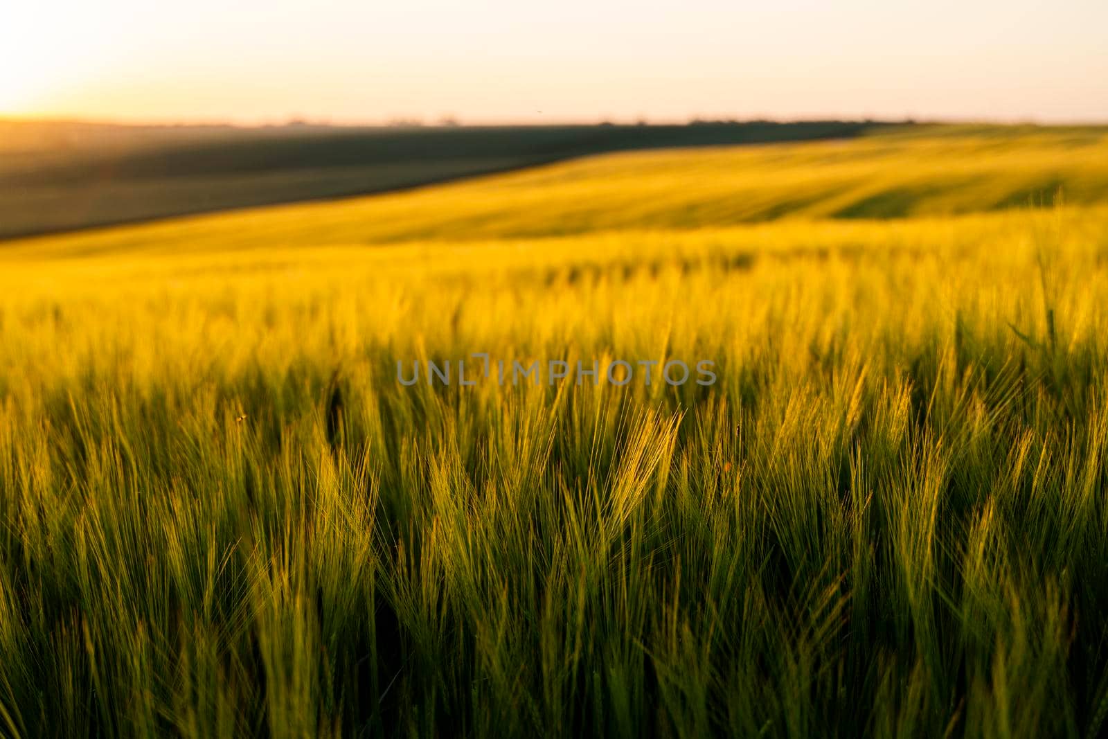 Landscape of fresh young barley growing on agricultural field