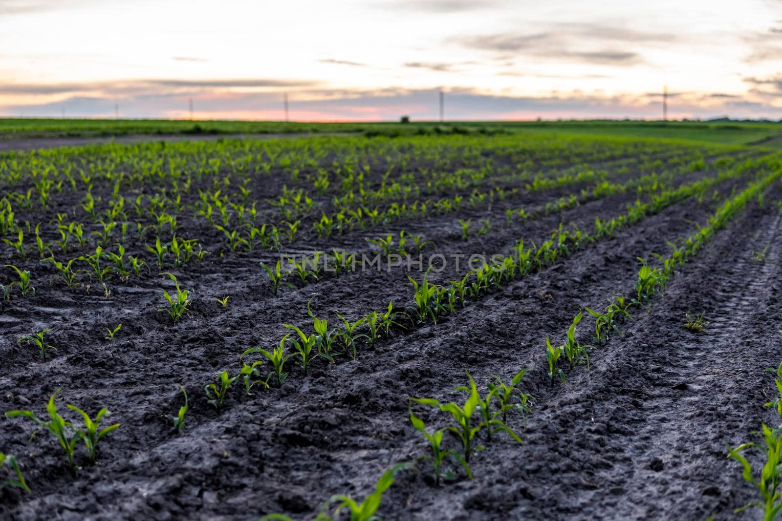 Field with rows of young corn. Sunrise in the countryside.. Growing corn seedling sprouts on cultivated agricultural farm field under the sunset. by vovsht