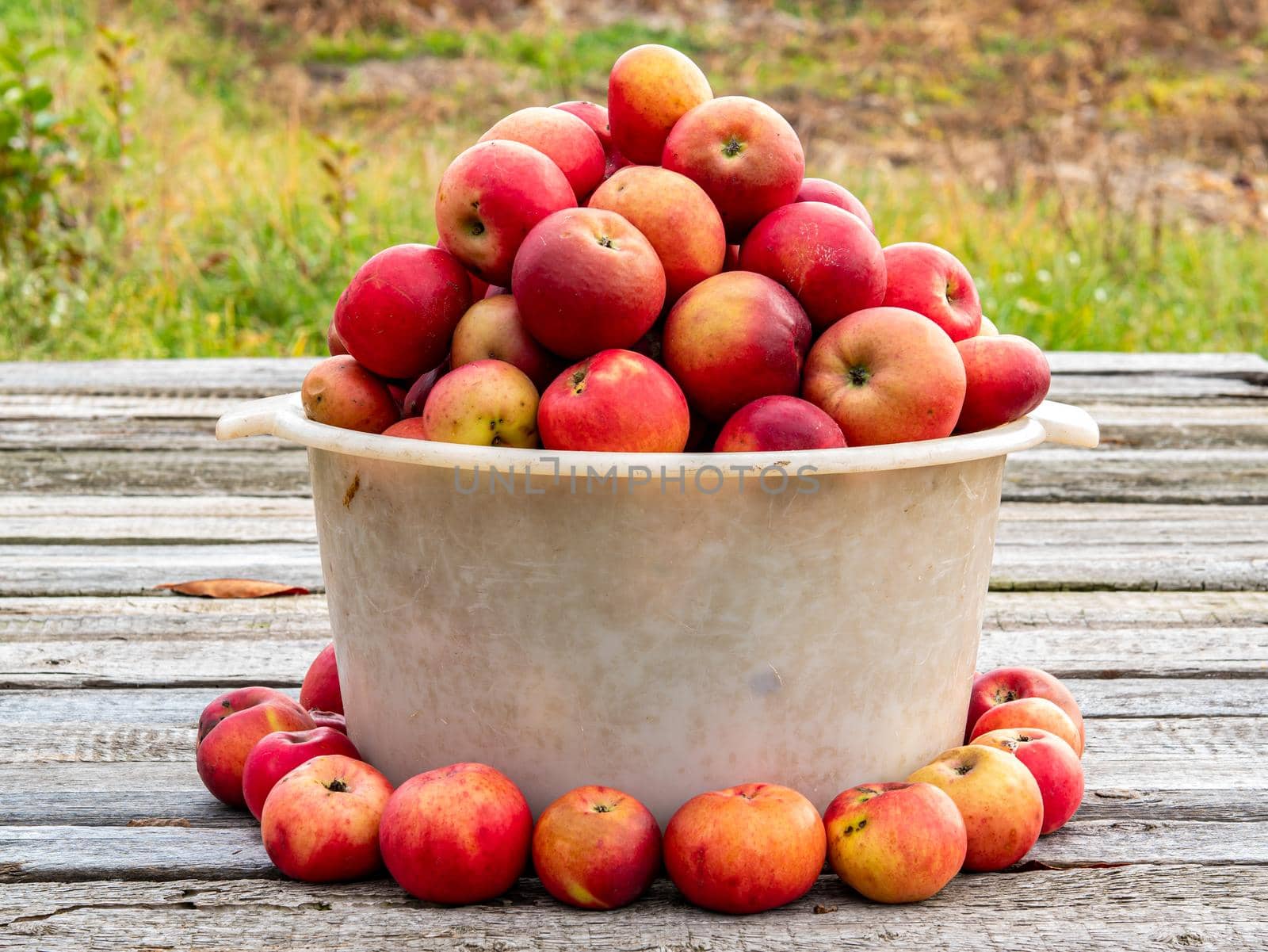 Fruit harvest of red apples in a plastic bowl on a wooden table. Apple harvest in orchard. Red Apple. Farm gardening. Agricultural business. Plastic utensils. Sunlight. Wooden board. Healthy food.