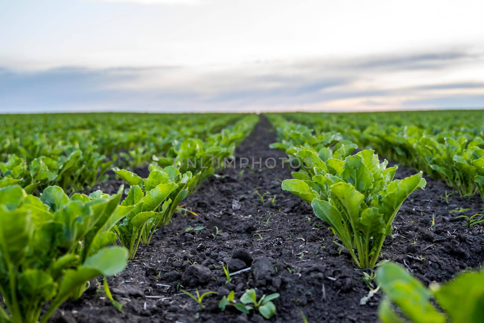 Close up young sugar beet leaves grows in the agricultural beet field in the evening sunset. Agriculture