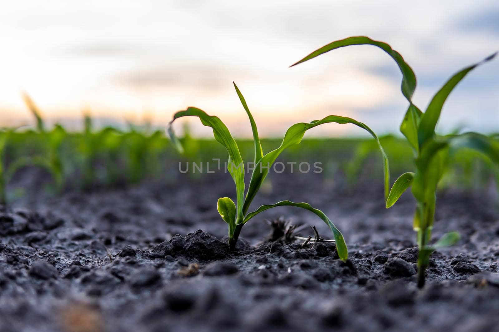 Young green maize corn in the agricultural cornfield in the evening sunset. Agriculture. by vovsht