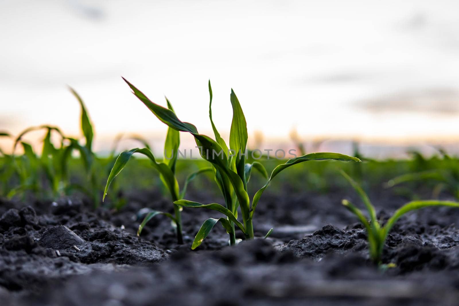 Young corn sprouts on agricultural field close up. Growing corn seedling sprouts on cultivated agricultural farm field under the sunset. by vovsht