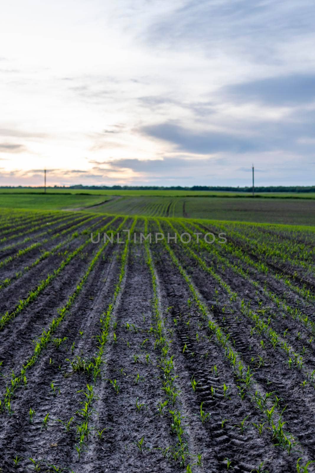 Field with rows of young corn. Sunrise in the countryside.. Growing corn seedling sprouts on cultivated agricultural farm field under the sunset. by vovsht