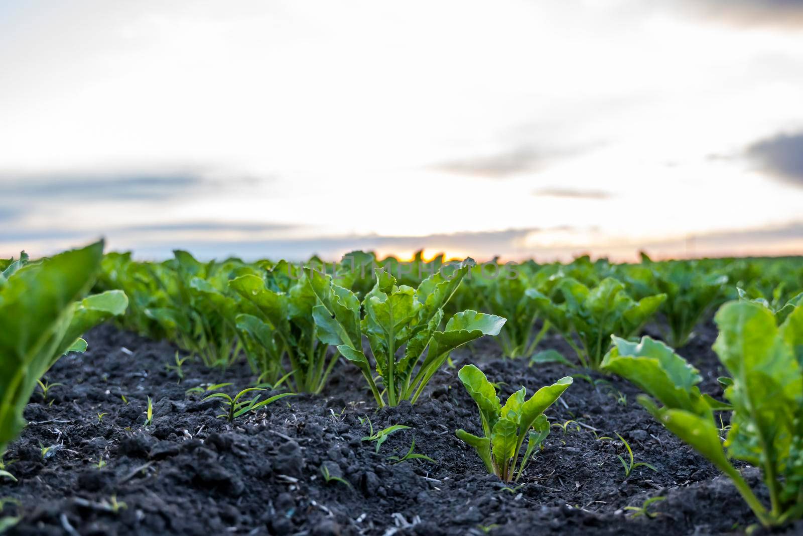 Close up young sugar beet leaves grows in the agricultural beet field in the evening sunset. Agriculture. by vovsht