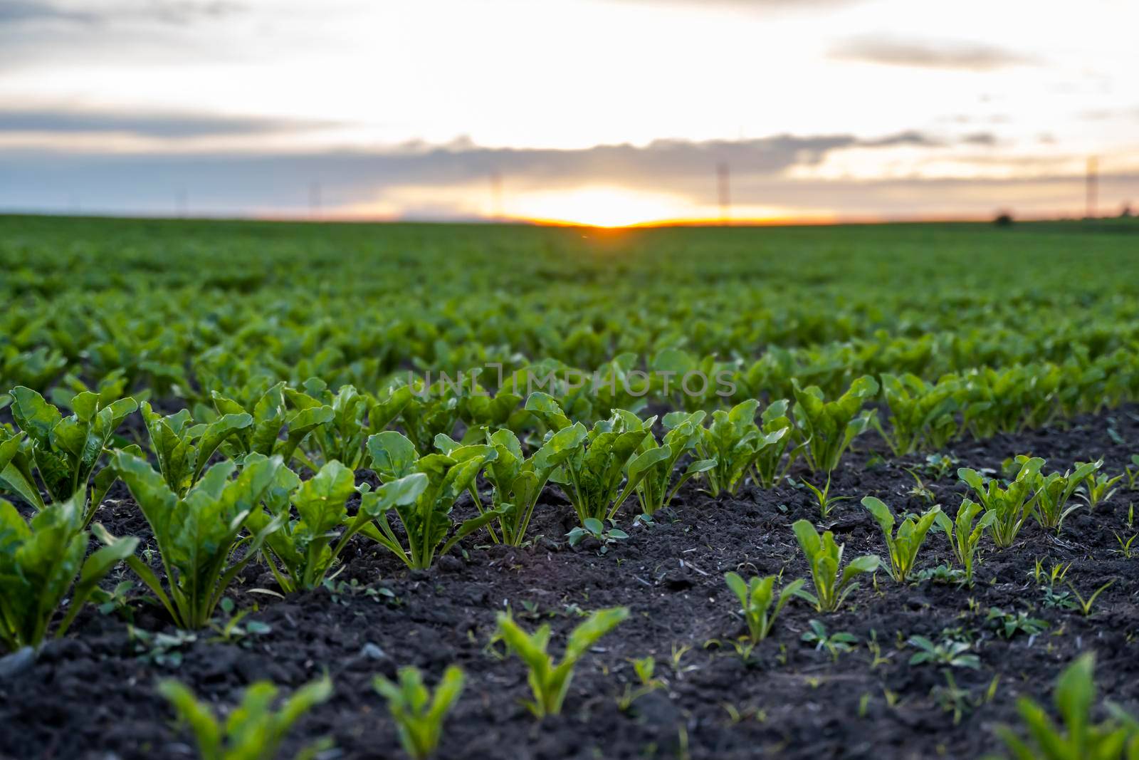 Young green sugar beet leaves in the agricultural beet field in the evening sunset. Agriculture