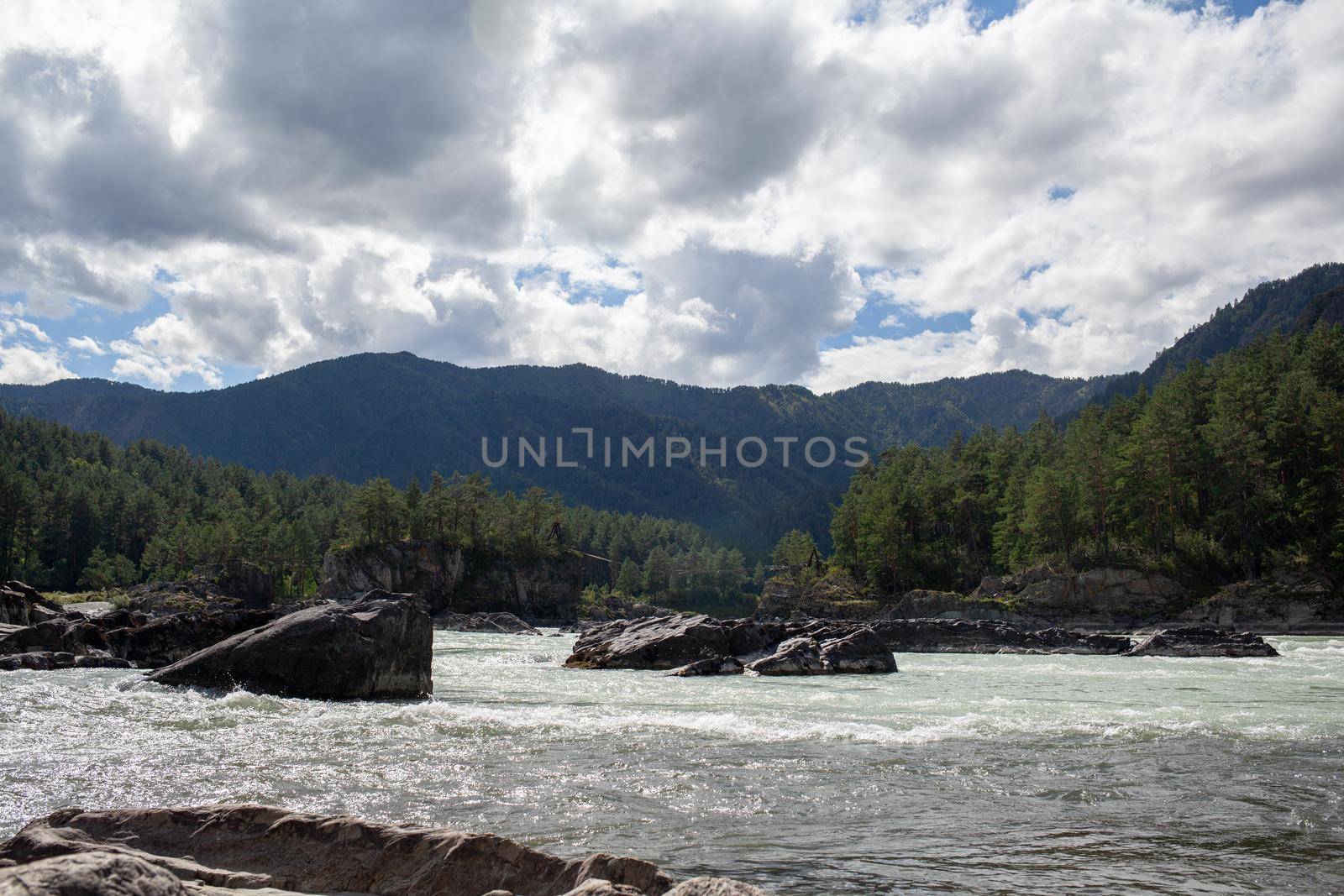 A fast-flowing wide and full-flowing mountain river. Large rocks stick out of the water. Big mountain river Katun, turquoise color, in the Altai Mountains, Altai Republic.