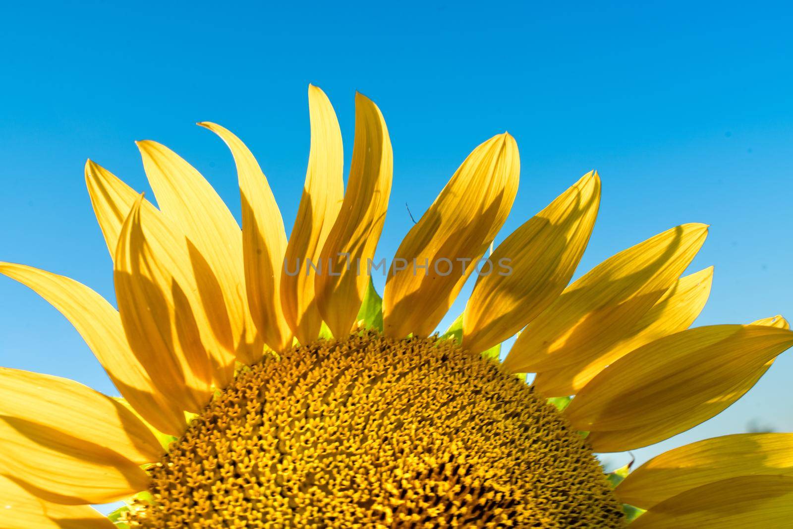 Half of a sunflower flower against a blue sky. The sun shines through the yellow petals. Agricultural cultivation of sunflower for cooking oil. by Matiunina