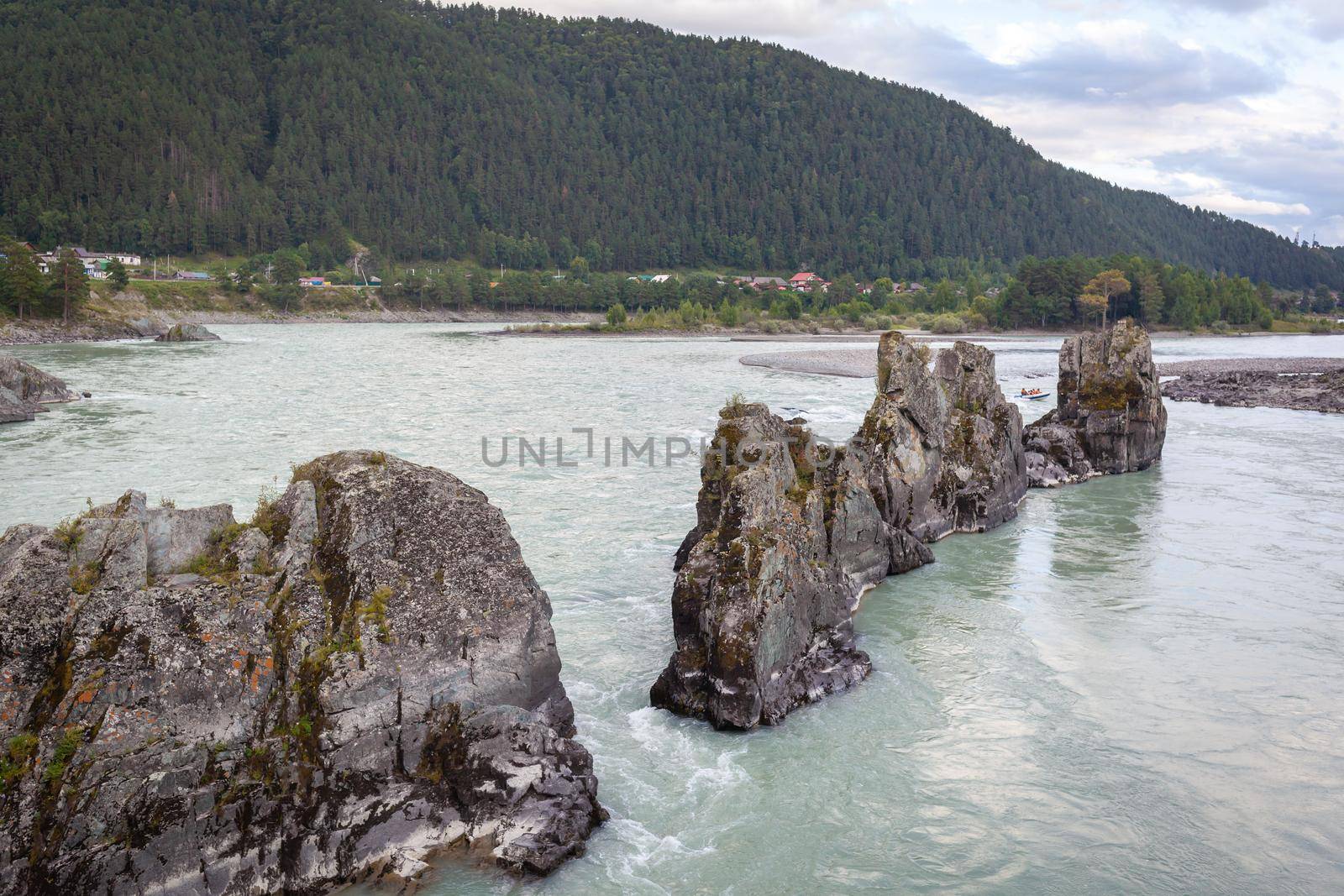 A fast-flowing wide and full-flowing mountain river. Large rocks stick out of the water. Big mountain river Katun, turquoise color, in the Altai Mountains, Altai Republic. Place the Dragon's Teeth.