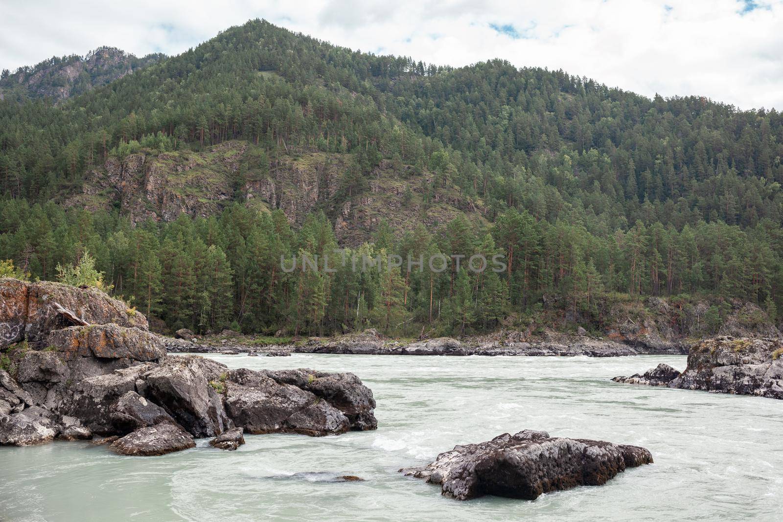 A fast-flowing wide and full-flowing mountain river. Large rocks stick out of the water. Big mountain river Katun, turquoise color, in the Altai Mountains, Altai Republic.