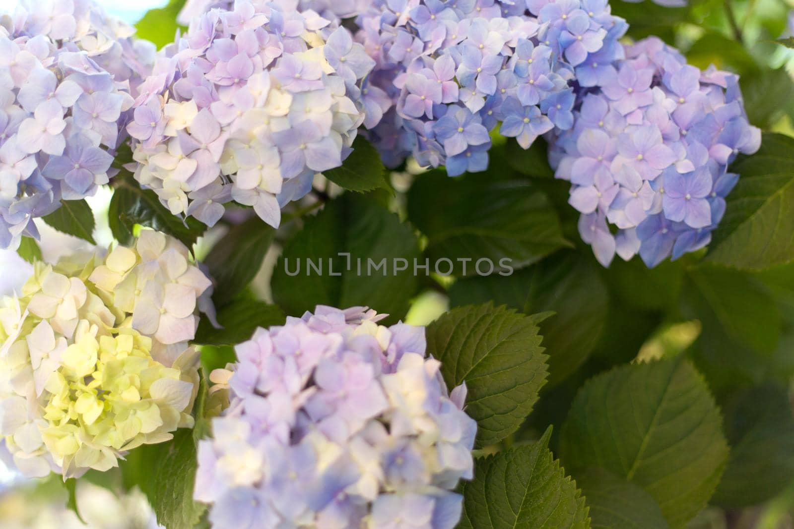Fresh hortensia bright blue flowers and green leaves background