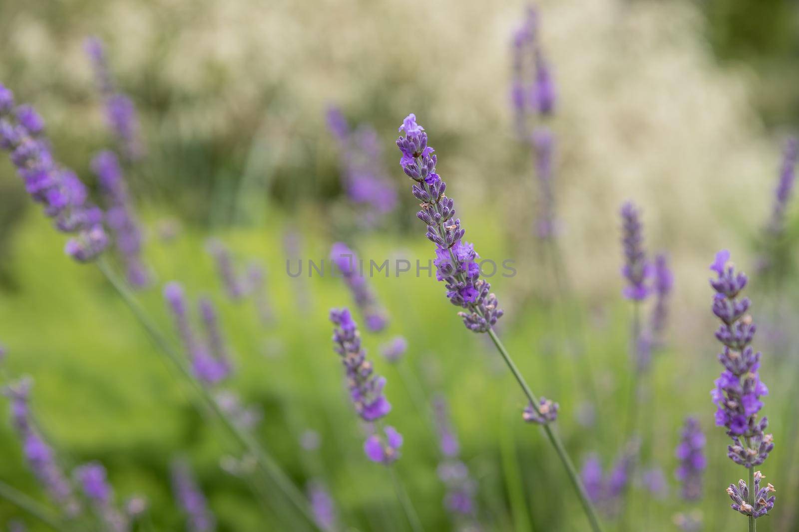 Banner. Lavender Field in the summer. Aromatherapy. Nature Cosmetics Gardening