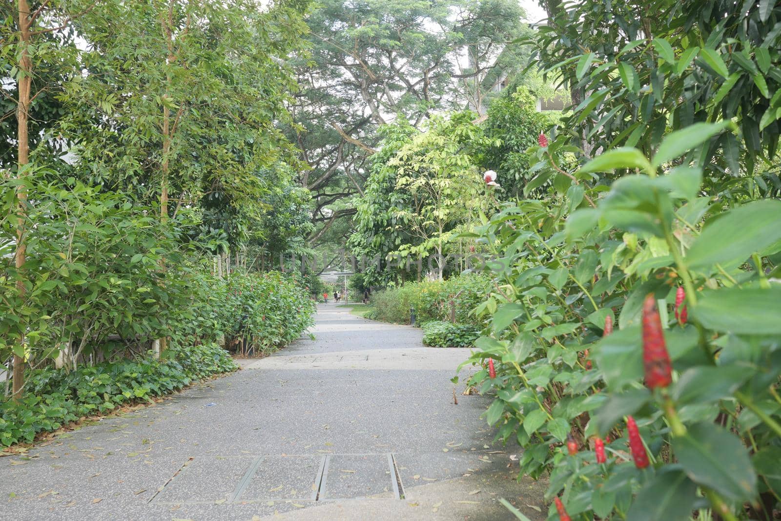 city parks with walkaway at early morning ,