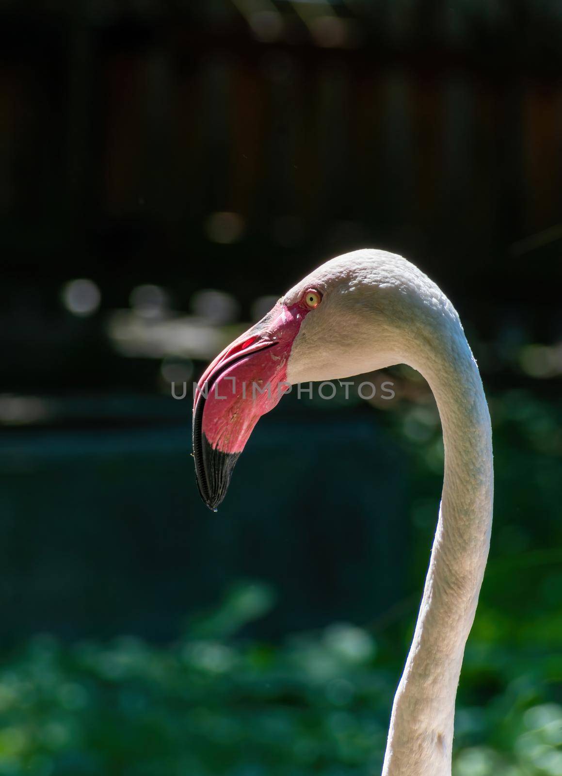 Pink flamingo, head and neck close-up. Hodonin Zoo, Czech Republic, South Moravia