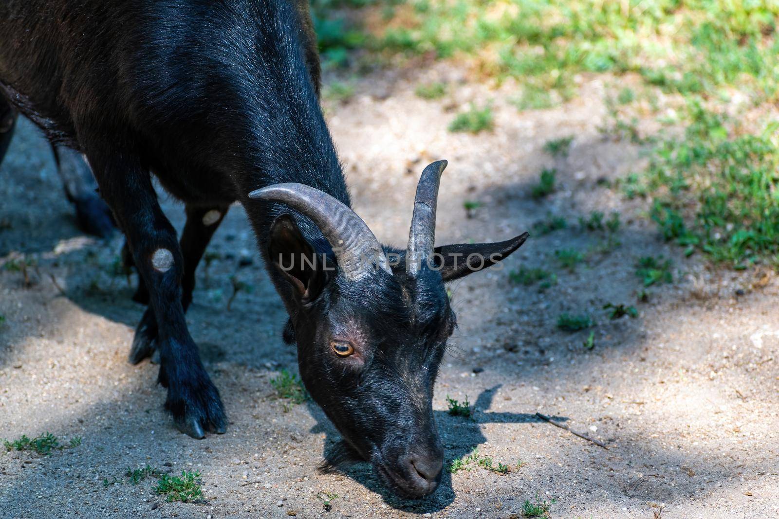 ZOO Hodonin, Czech Republic, South Moravia, black baby Cameroon goat looking for food