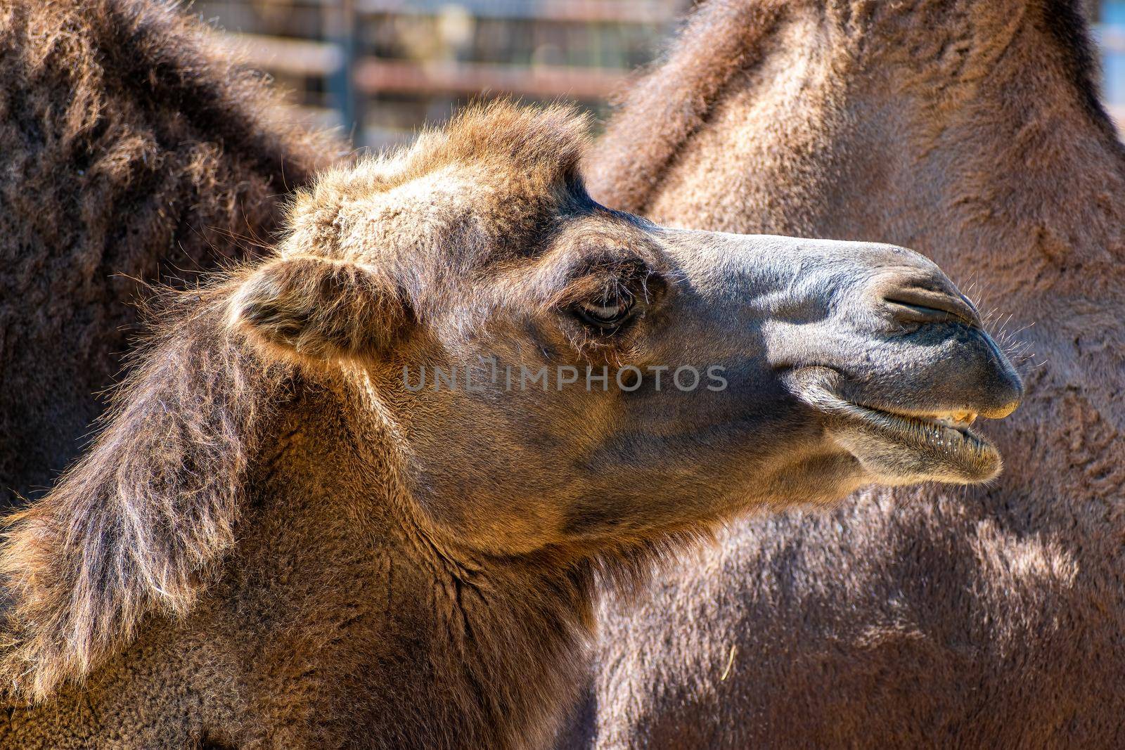 ZOO Hodonin, Czech Republic, South Moravia. Camel head close-up shot side view