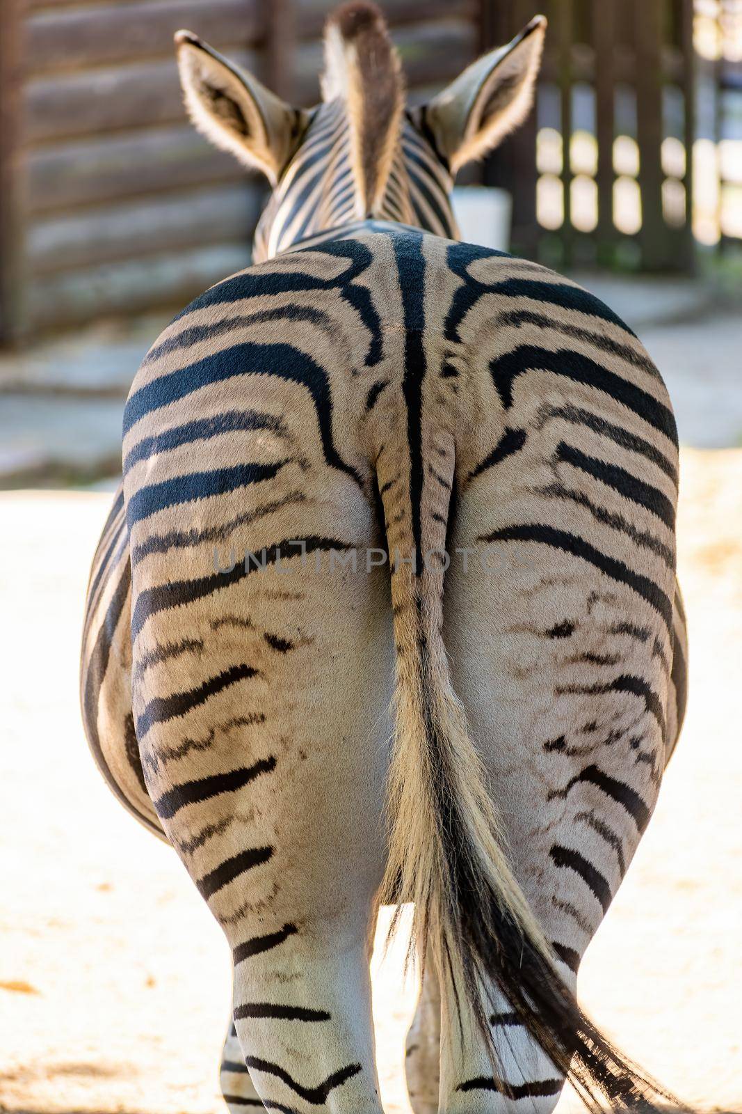 Chapman's zebra (Equus quagga chapmani) view from the back Zoo Hodonin Czech Republic, South Moravia