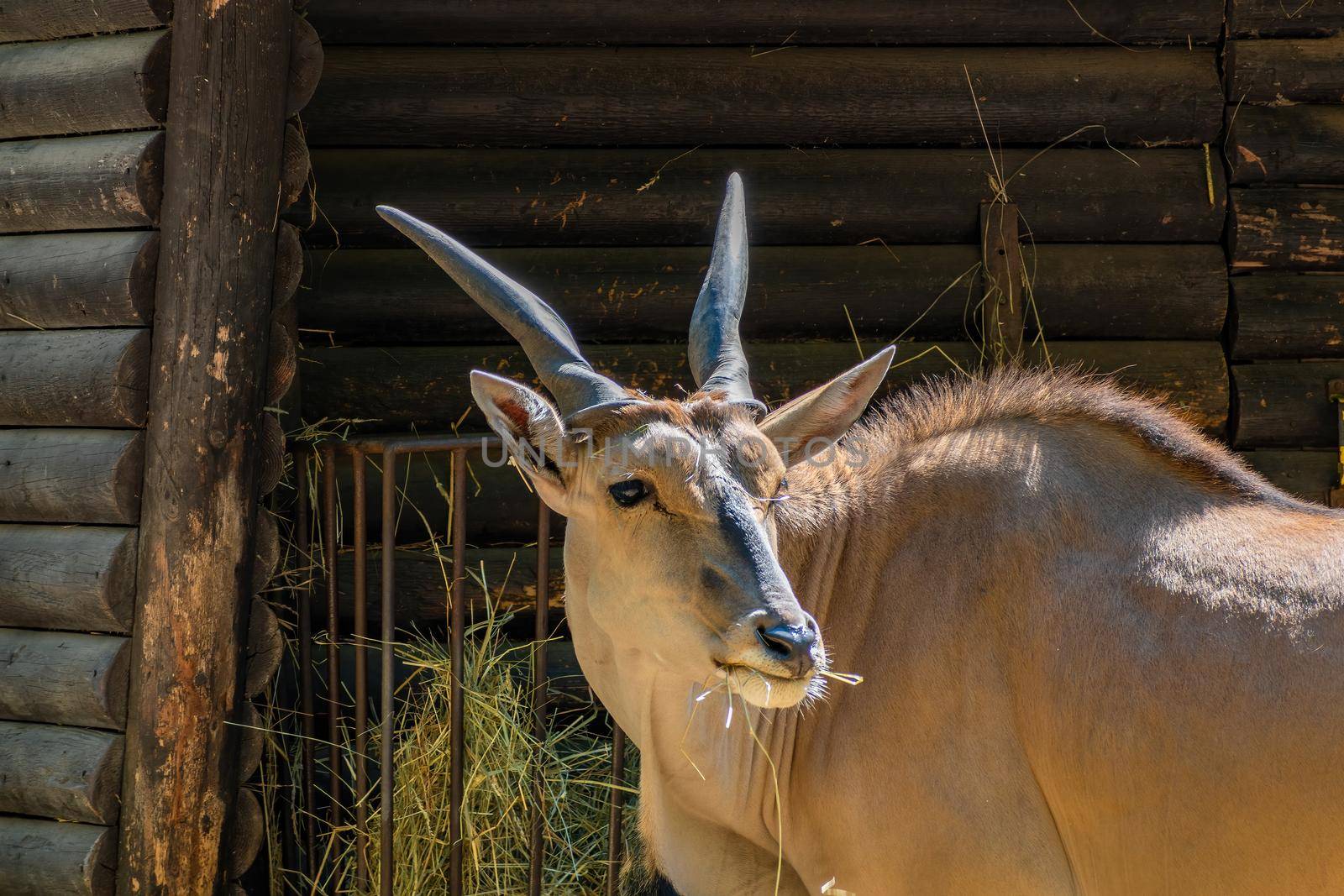 Eland Antelope (Taurotragus oryx) at the hay tray by rostik924