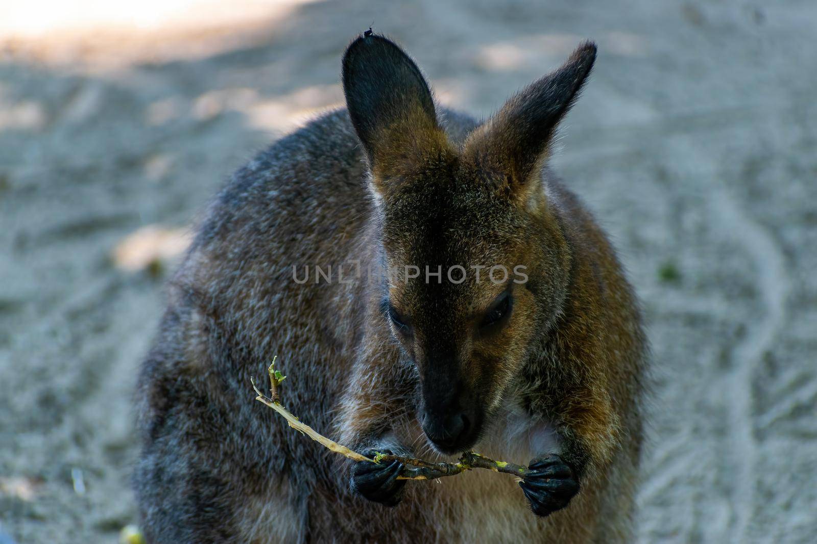 ZOO Hodonin, Czech Republic, South Moravia Red-necked Kangaroo nibbles a twig