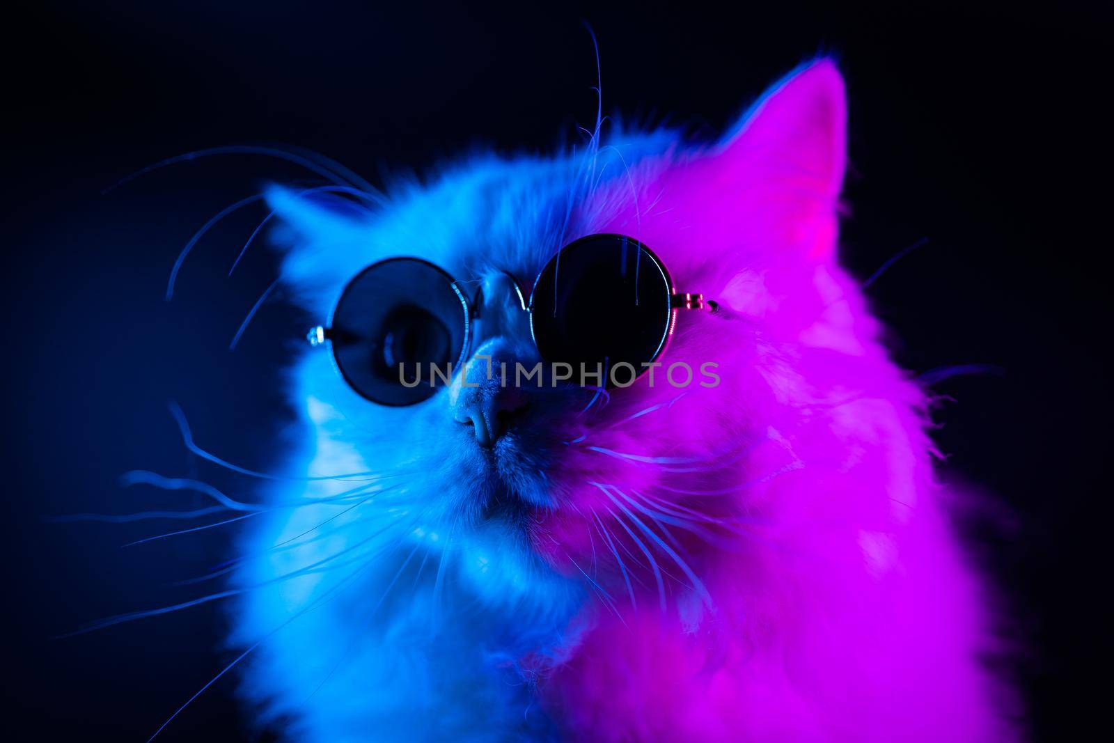 Luxurious domestic kitty in glasses poses on black background. Portrait of white furry cat in fashion eyeglasses. Studio neon light by kristina_kokhanova