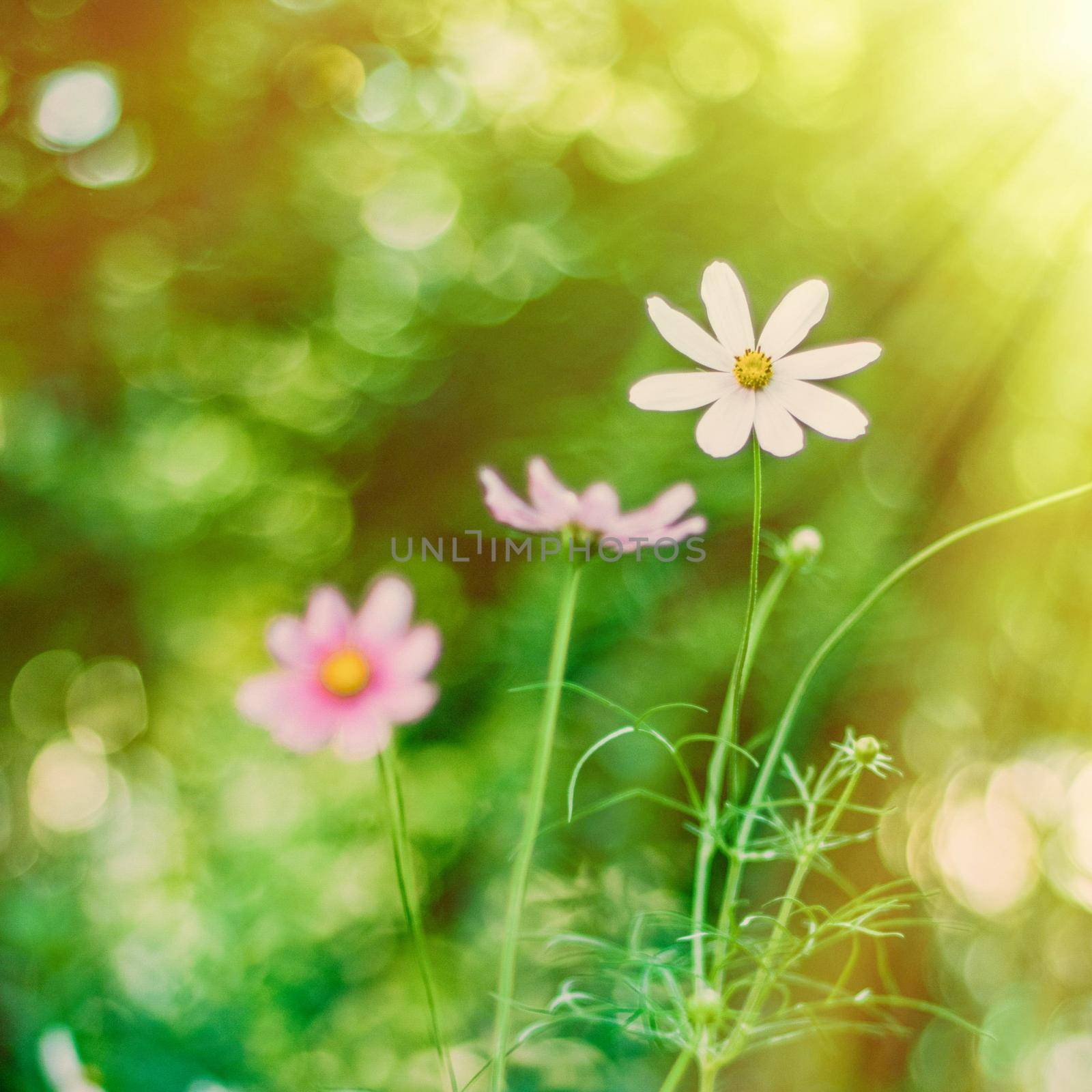 Daisy flowers in sunlight - springtime, beauty in nature and gardening concept. Garden dream in sunny day