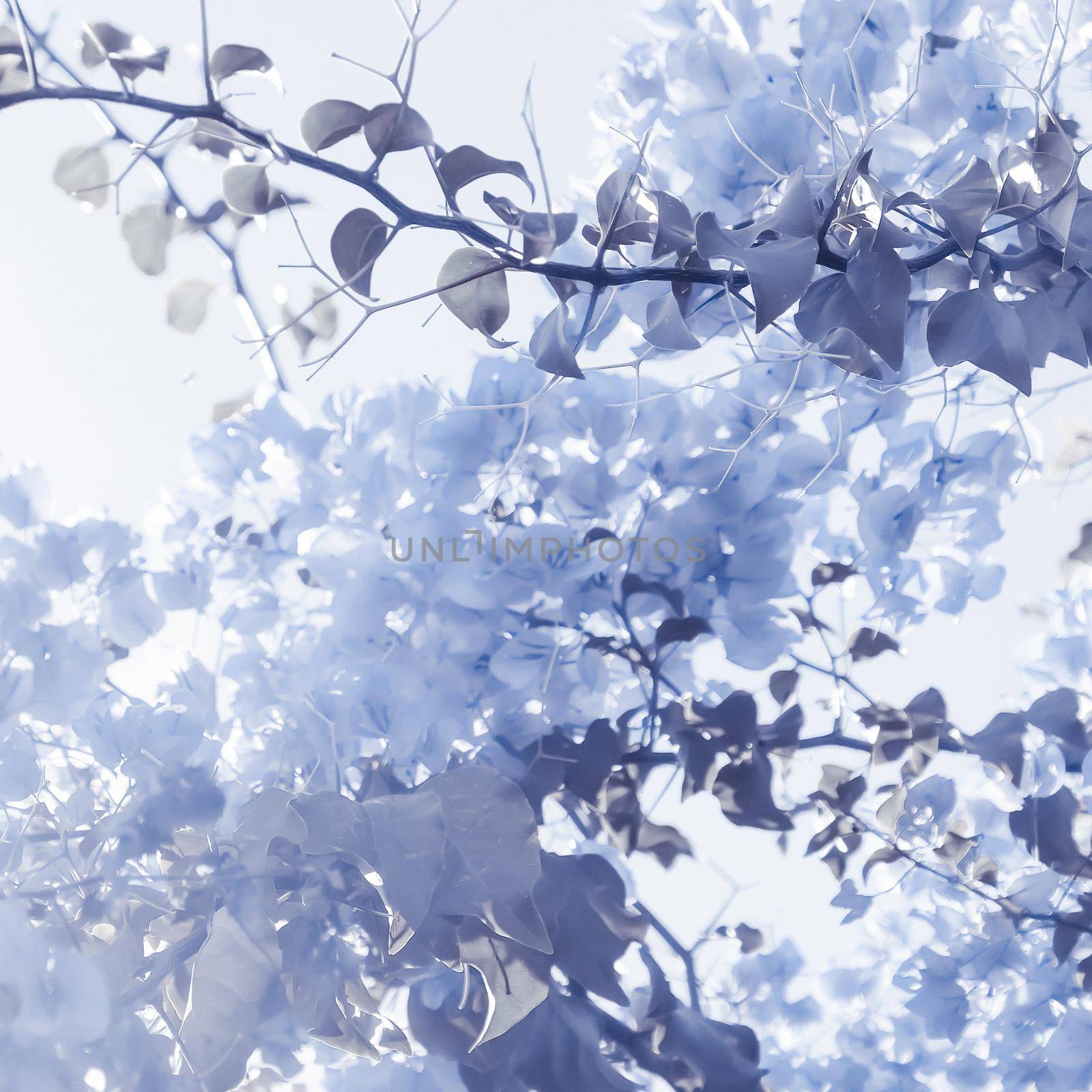 Flower background, spring nature and botanical beauty concept - Blue floral composition