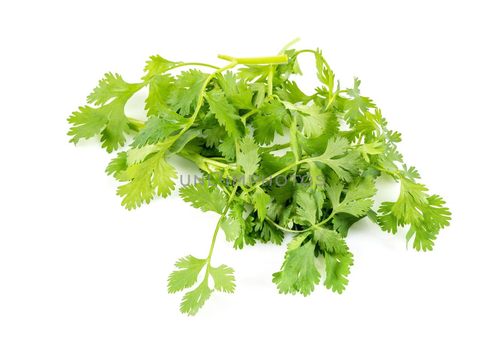 Fresh green vegan vitamin parsley isolated on white background