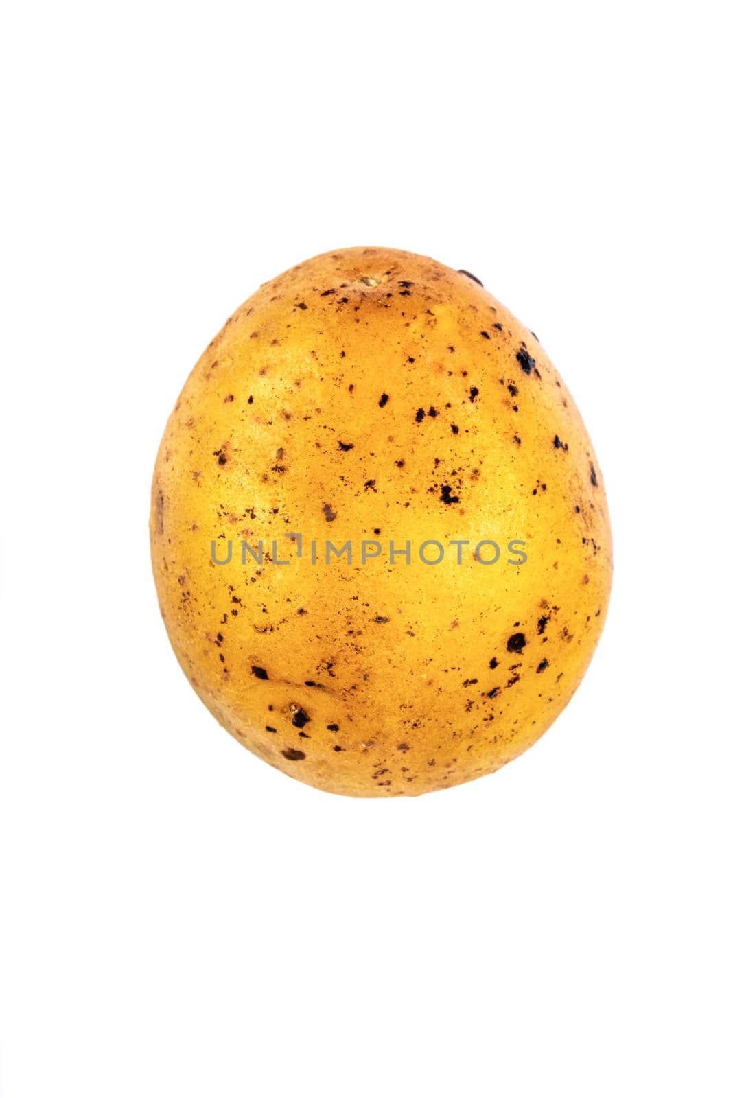 whole fresh potato on isolated white background