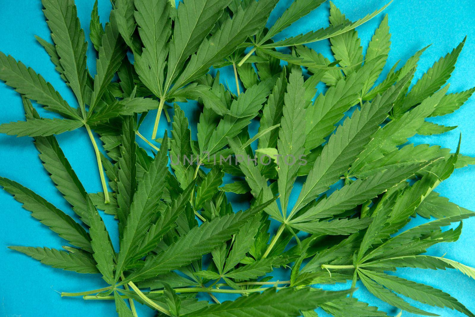 Close up fresh cannabis leaves on a blue background.
