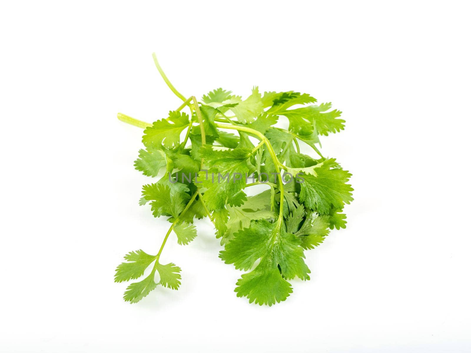 Fresh green vegan vitamin parsley isolated on white background