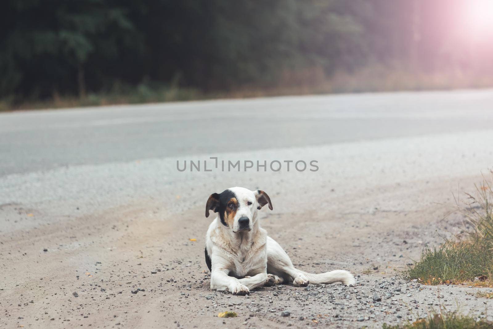 dog that has lost its owner lies on the side of the road, home pet